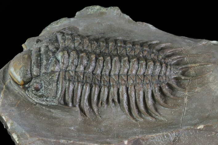 Crotalocephalus Trilobite With Axial Nodes - Jorf, Morocco #66935